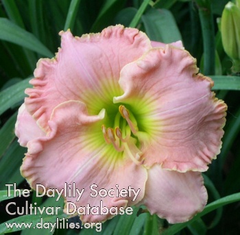 Daylily Pink Limoges